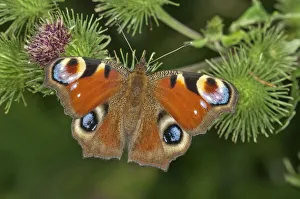 European Peacock or Peacock Butterfly -Inachis io- in search of nectar on a Greater Burdock -Arctium lappa European Peacock or Peacock Butterfly -Inachis io- in search of nectar on a Greater Burdock -Arctium lappa