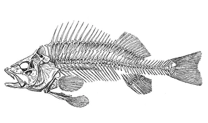 European perch skeleton (Perca fluviatilis) European perch skeleton (Perca fluviatilis)