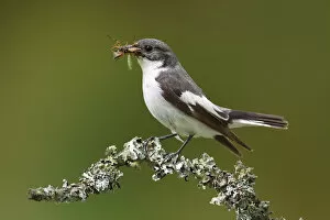Healthy Eating Gallery: European Pied Flycatcher -Ficedula hypoleuca-, male with an insect in its beak perched on a