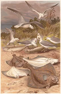 European plaice (Pleuronectes platessa) and seagulls, lithograph, published 1884 European plaice (Pleuronectes platessa) and seagulls, lithograph, published 1884