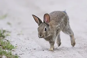 European rabbit (Oryctolagus cuniculus), young animal runs at the wayside, Emsland European rabbit (Oryctolagus cuniculus), young animal runs at the wayside, Emsland