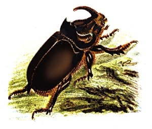 The European rhinoceros beetle (Oryctes nasicornis)
