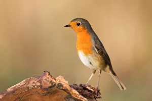 Images Dated 24th November 2014: European Robin (Erithacus rubecula) on dead wood, Hesse, Germany
