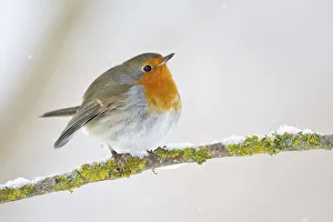 European Robin -Erithacus rubecula- on a wintry branch, North Hesse, Hesse, Germany European Robin -Erithacus rubecula- on a wintry branch, North Hesse, Hesse, Germany