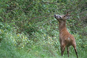 European Roe Deer (Capreolus capreolus) marking its territory, Allgaeu, Bavaria, Germany European Roe Deer (Capreolus capreolus) marking its territory, Allgaeu, Bavaria, Germany