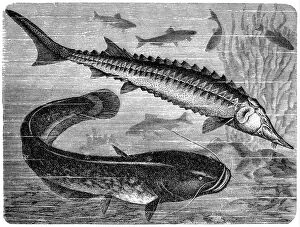 Cut Out Gallery: European sea sturgeon (Acipenser sturio) and wels catfish (Silurus glanis)