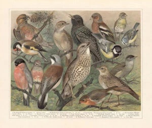 Song Thrush Gallery: European songbirds, chromolithograph, published in 1897