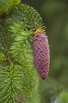 European spruce -Picea abies-, young cones, Burgkwald forest near Karolinenfield European spruce -Picea abies-, young cones, Burgkwald forest near Karolinenfield