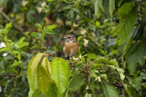 European Stonechat -Saxicola rubicola-, Baden-Wurttemberg, Germany European Stonechat -Saxicola rubicola-, Baden-Wurttemberg, Germany