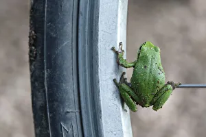 European Tree Frog -Hyla arborea- sitting on the spoke of a bicycle, Saxony-Anhalt, Germany European Tree Frog -Hyla arborea- sitting on the spoke of a bicycle, Saxony-Anhalt, Germany