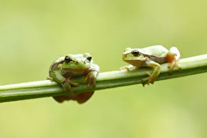Two European Treefrogs -Hyla arborea- perched on a blade of grass, Tyrol, Austria Two European Treefrogs -Hyla arborea- perched on a blade of grass, Tyrol, Austria