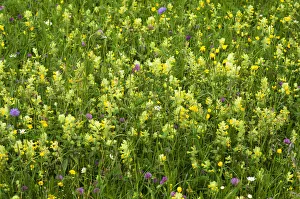 European Yellow Rattle -Rhinanthus alectorolophus- on a flowering spring meadow, Bavaria, Germany European Yellow Rattle -Rhinanthus alectorolophus- on a flowering spring meadow, Bavaria, Germany