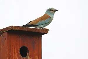 Eurpean Roller -Coracias garrulus- perched on a nesting box, Kiskunsag National Park Eurpean Roller -Coracias garrulus- perched on a nesting box, Kiskunsag National Park