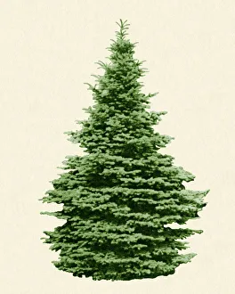 Evergreen green tree isolated on a beige background Evergreen green tree isolated on a beige background