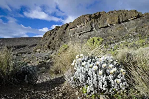 Everlasting flowers, Helichrysum sp., amid tussock grass in harsh alpine zone landscape Everlasting flowers, Helichrysum sp., amid tussock grass in harsh alpine zone landscape