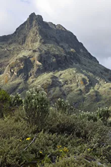 Rwenzori Mountains National Park Gallery: Everlasting flowers and steep peaks seen from Hunwicks Camp, Kilembe Route