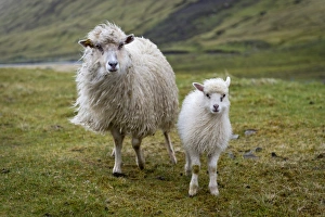 Ewe with lamb, Streymoy, Faroe Islands, Denmark Ewe with lamb, Streymoy, Faroe Islands, Denmark