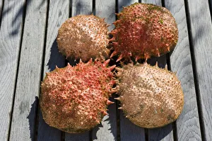 Exoskeletons of the Spider Crab (Majidae) Exoskeletons of the Spider Crab (Majidae)