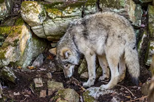 <b class=qtipBold><figcaption>Exploring</figcaption></b><br>A Gray or Timber Wolf is sniffing the ground among some large rocks.<br><em>© Copy Right 2016</em> Exploring