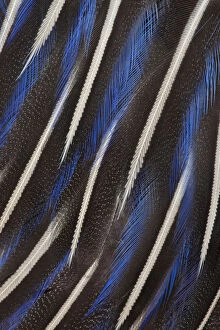 Images Dated 16th January 2010: Extreme close-up of breast feathers of Vulturine Guineafowl (Acryllium vulturinum)