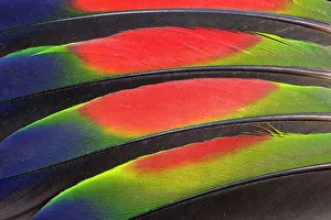 Extreme close-up of colorful wing feathers of Amazon Parrot Extreme close-up of colorful wing feathers of Amazon Parrot