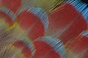 Extreme close-up of Hawk-headed Parrot (Deroptyus accipitrinus) feathers fanned out Extreme close-up of Hawk-headed Parrot (Deroptyus accipitrinus) feathers fanned out