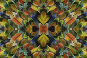 Extreme close-up of Lovebird tail feathers in multicolored display Extreme close-up of Lovebird tail feathers in multicolored display