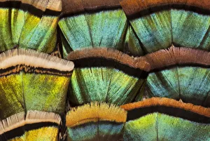 Extreme close-up of Oscillated Turkey (Meleagris ocellata) feather pattern Extreme close-up of Oscillated Turkey (Meleagris ocellata) feather pattern