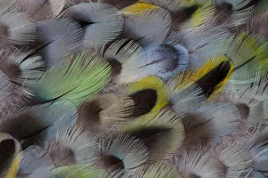 Extreme close-up of Rosella feather design Extreme close-up of Rosella feather design