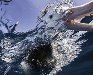 Extremely close view of a brown headed albatross as it sticks its beak underwater Extremely close view of a brown headed albatross as it sticks its beak underwater