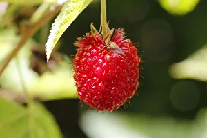 The extremely rare, endemic Hawaiian Raspberry, Hawaiian name Akala -Rubus hawaiiensis The extremely rare, endemic Hawaiian Raspberry, Hawaiian name Akala -Rubus hawaiiensis