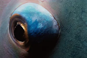 <b class=qtipBold><figcaption>Eye of Bluebarred Parrotfish</figcaption></b><br>Jeff Rotman Underwater Photography, 6395-000093 Eye of Bluebarred Parrotfish