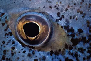 <b class=qtipBold><figcaption>Eye of Bluefin Trevally Fish</figcaption></b><br>Jeff Rotman Underwater Photography, 6395-000100<br><em>© JEFFREY L. ROTMAN</em> Eye of Bluefin Trevally Fish