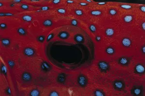 <b class=qtipBold><figcaption>Eye of Coral Grouper</figcaption></b><br>Jeff Rotman Underwater Photography, a0106-000088 Eye of Coral Grouper