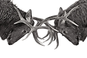 <b class=qtipBold><figcaption>Eye to eye</figcaption></b><br>Two large elk fighting.<br><em>© JIm Cumming</em> Eye to eye