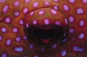 <b class=qtipBold><figcaption>Eye of Lunartail Grouper</figcaption></b><br>Jeff Rotman Underwater Photography, a0106-000093 Eye of Lunartail Grouper
