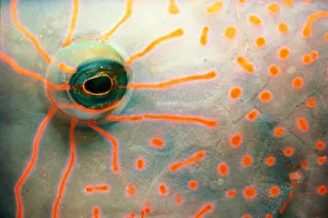 Eye and markings of wrasse (Labridae), close-up Eye and markings of wrasse (Labridae), close-up
