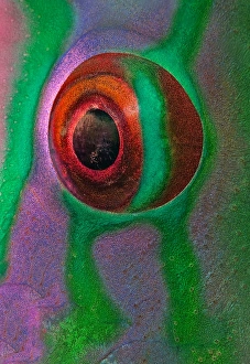 <b class=qtipBold><figcaption>Eye of parrot-fish</figcaption></b><br>Eye of parrot-fish, Thailand.<br><em>© Andrey Narchuk</em> Eye of parrot-fish