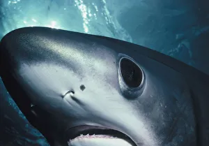 <b class=qtipBold><figcaption>Eye of Thresher Shark</figcaption></b><br>Jeff Rotman Underwater Photography, a0106-000079 Eye of Thresher Shark