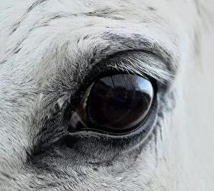 Eye white horse