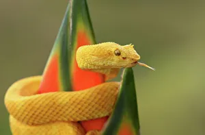 Eyelash pitviper (Bothriechis schlegeli) Costa Rica Eyelash pitviper (Bothriechis schlegeli) Costa Rica