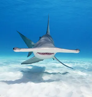<b class=qtipBold><figcaption>Two Eyes</figcaption></b><br>Portrait of a great hammerhead shark, but in this case you can actually see both it's eyes at the same time.<br><em>© Wildestanimal 2015</em> Two Eyes