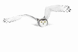 <b class=qtipBold><figcaption>Eyes on the prize</figcaption></b><br>Snowy Owl<br><em>© Jim Cumming</em> Eyes on the prize