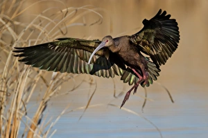 <b class=qtipBold><figcaption>Faced ibis</figcaption></b><br>White faced ibis.<br><em>© Phoo Chan</em> Faced ibis