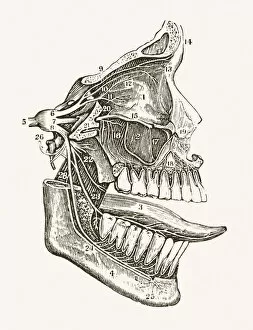 Human Face Gallery: Facial Nerves 19 century medical illustration
