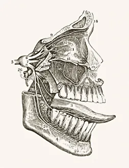 Related Images Gallery: Facial Nerves 19 century medical illustration