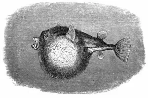 Nastasic Images & Illustrations Gallery: The fahaka pufferfish, Nile puffer, globe fish, lineatus puffer (Tetraodon farakah)