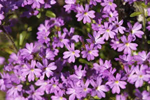 Fairy Foxglove, starflower (Erinus alpinus), Ireland, Europe Fairy Foxglove, starflower (Erinus alpinus), Ireland, Europe
