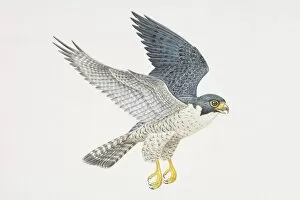 Hovering Gallery: Falco peregrinus, Peregrine Falcon in flight, side view