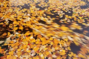<b class=qtipBold><figcaption>Fall leaves on water</figcaption></b><br><em>© This content is subject to copyright.</em> Fall leaves on water